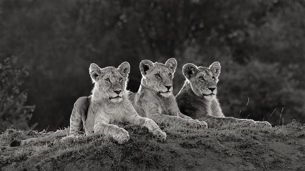 Africa-Kenya-Maasai Mara National Reserve Three resting lions  art print by Jaynes Gallery for $57.95 CAD